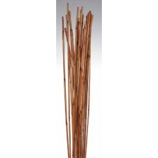 WILD CANE Spice 40"- OUT OF STOCK